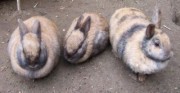 Kaninchen