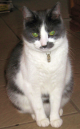 Katze